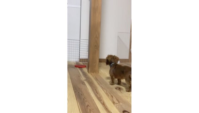 ダックスフンド,動画