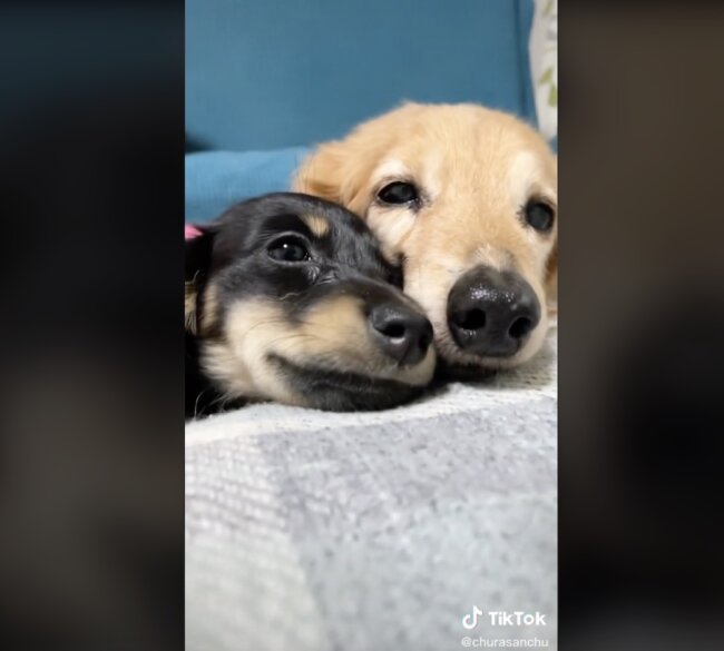 ダックスフンド,動画