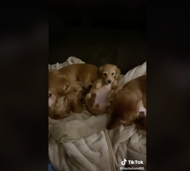 ダックスフンド,動画