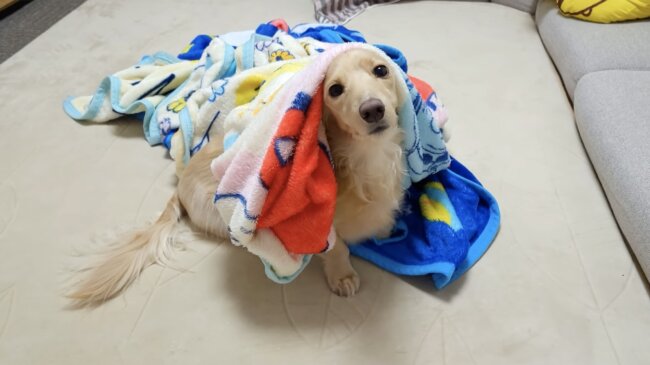 ダックスフンド,動画