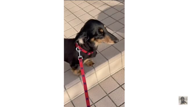 ダックスフンド,動画