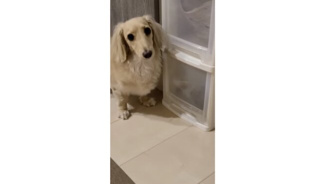 ダックスフンド,動画