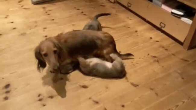 ダックスフンド,動画