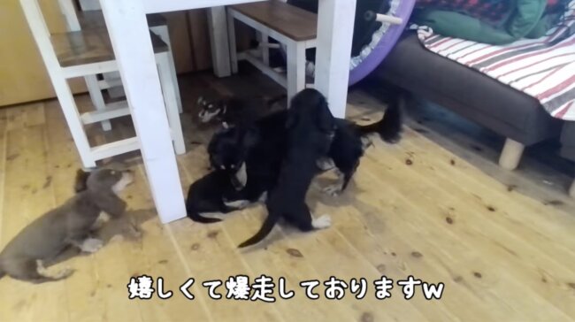 ダックスフンド,動画