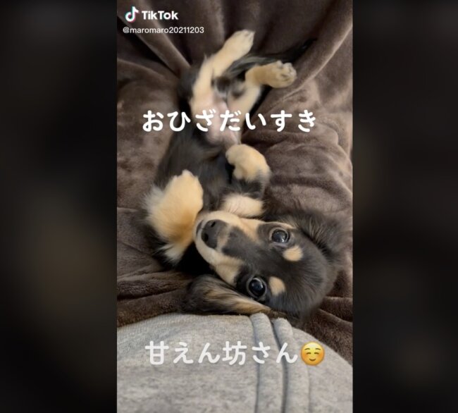 ダックスフンド,動画