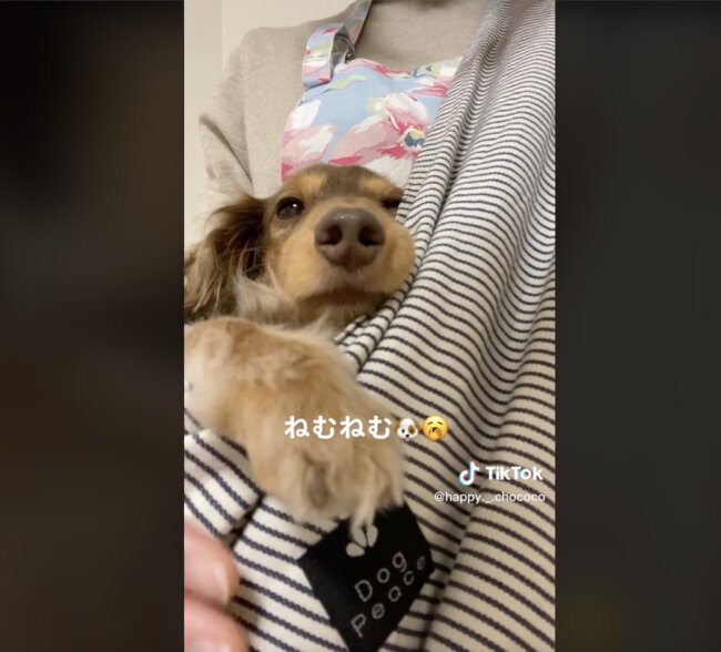 ダックスフンド,動画