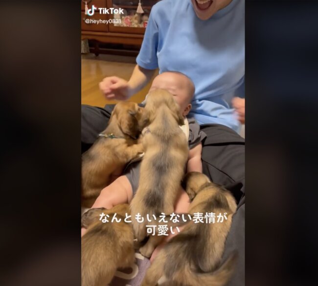 ダックスフンド,動画