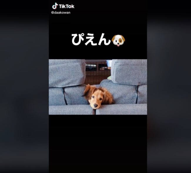 ダックスフンド,動画