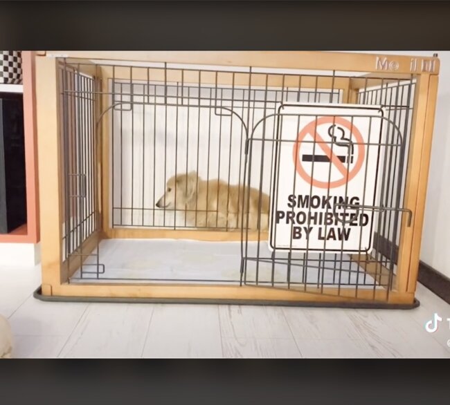 ダックスフンド,動画