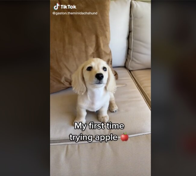 ダックスフンド,動画