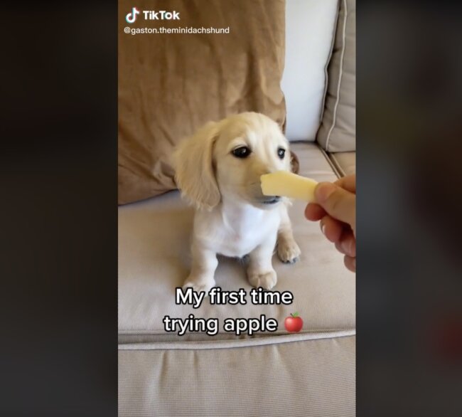 ダックスフンド,動画