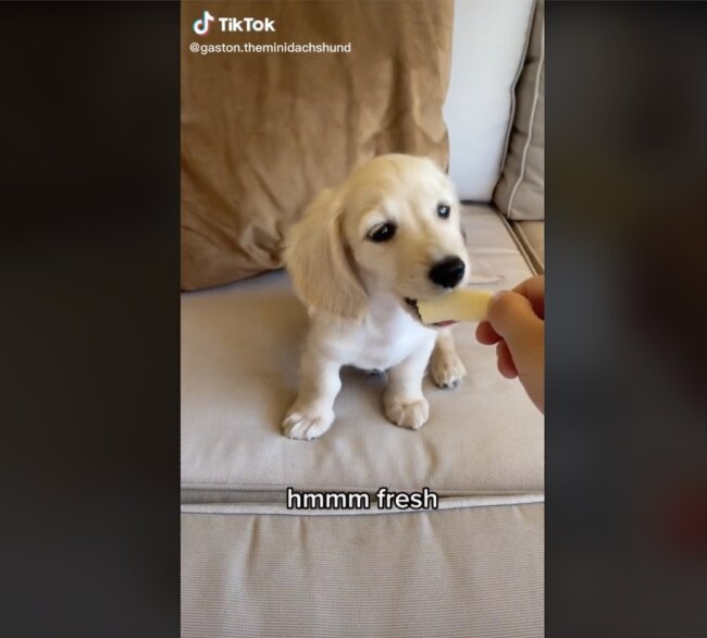 ダックスフンド,動画