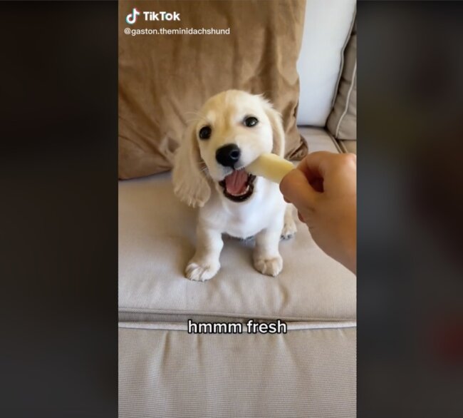 ダックスフンド,動画