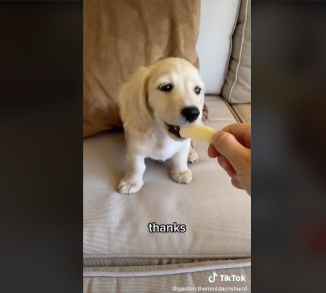 ダックスフンド,動画