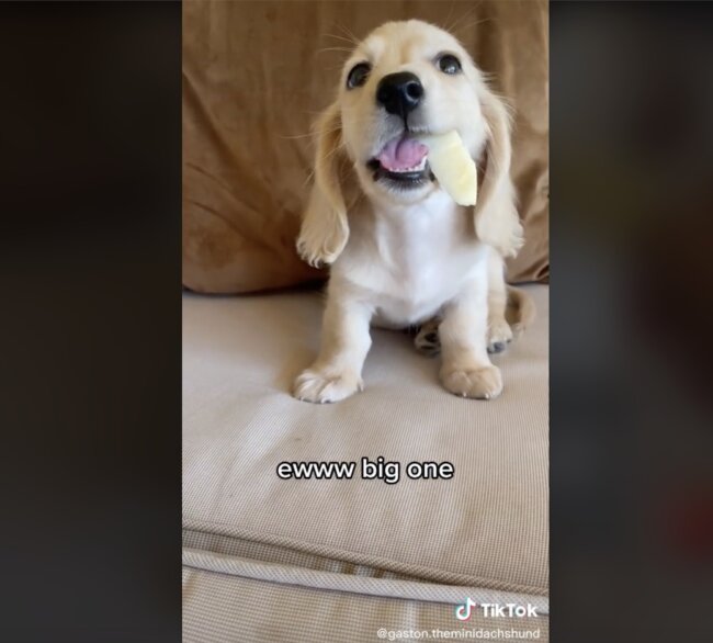 ダックスフンド,動画