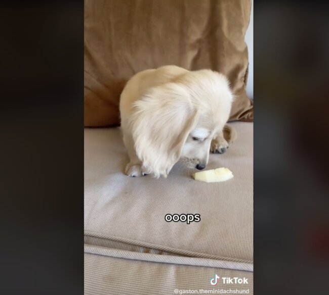 ダックスフンド,動画