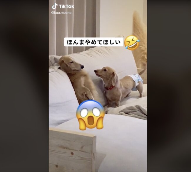 ダックスフンド,動画