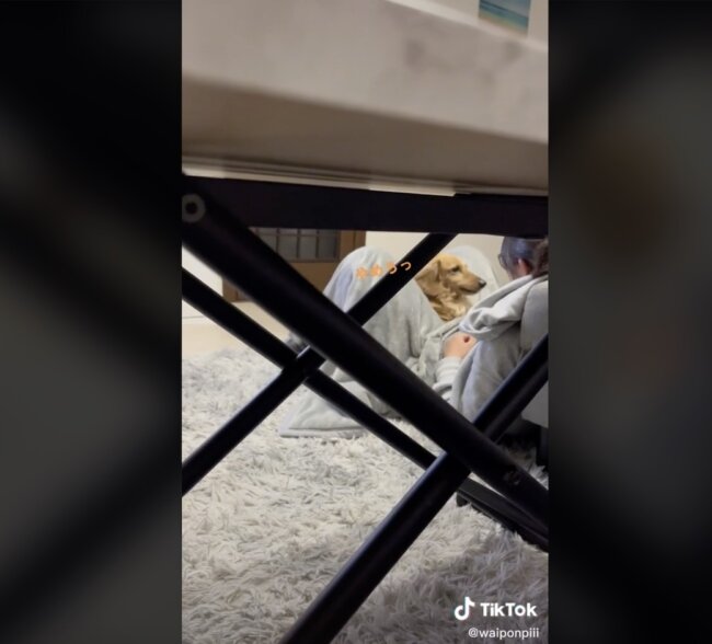 ダックスフンド,動画