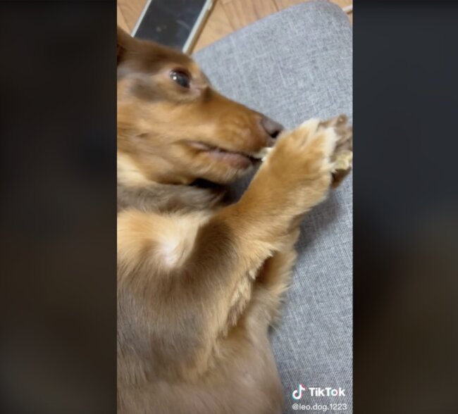 ダックスフンド,動画