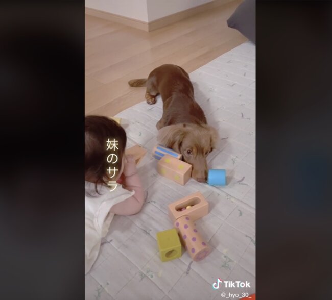 ダックスフンド,動画