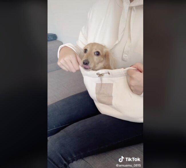 ダックスフンド,動画