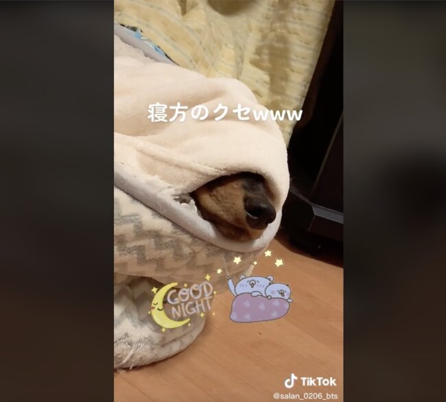 ダックスフンド,動画