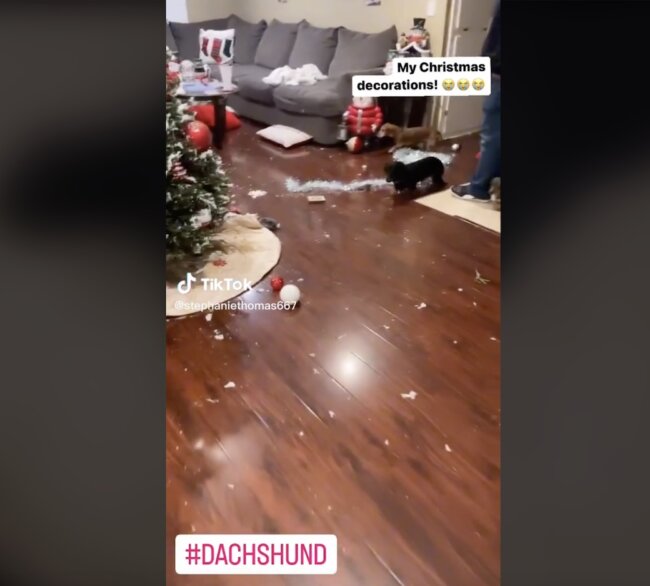 ダックスフンド,動画