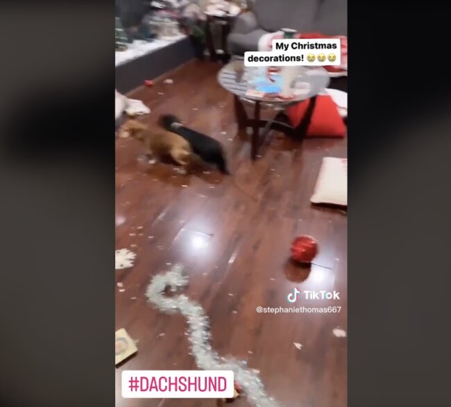 ダックスフンド,動画