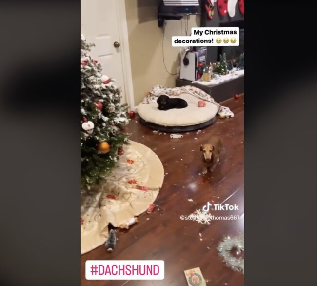 ダックスフンド,動画