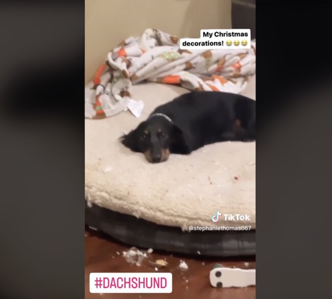 ダックスフンド,動画