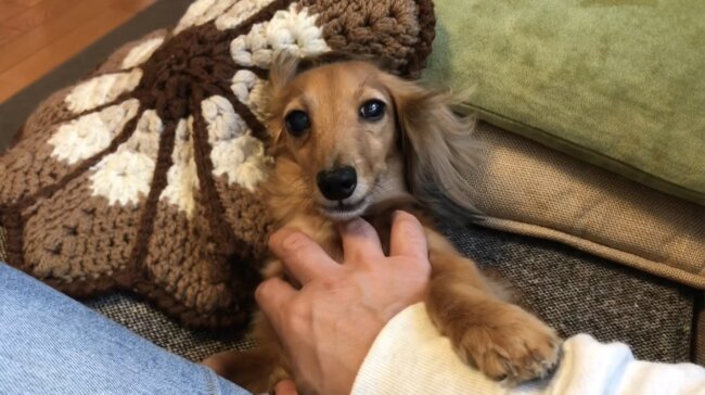 ダックスフンド,動画