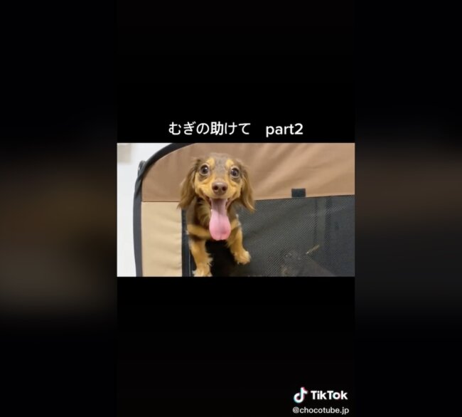 ダックスフンド,動画