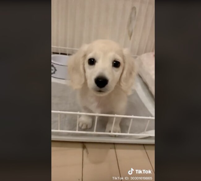 ダックスフンド,動画