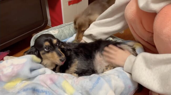 ダックスフンド,動画