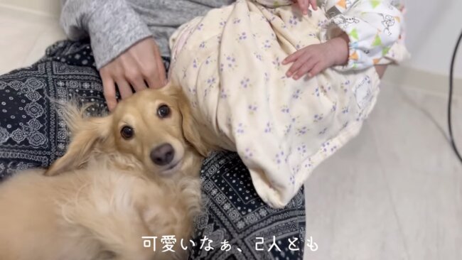 ダックスフンド,動画