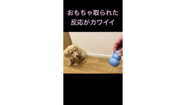 ダックスフンド,動画