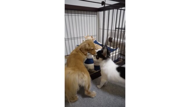 ダックスフンド,動画