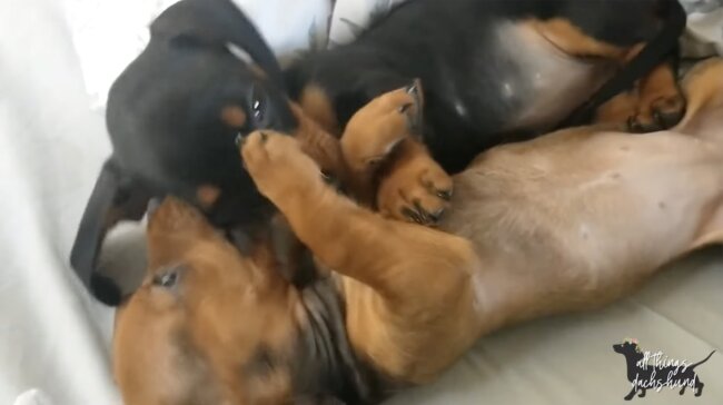 ダックスフンド,動画