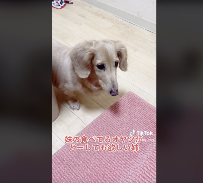 ダックスフンド,動画