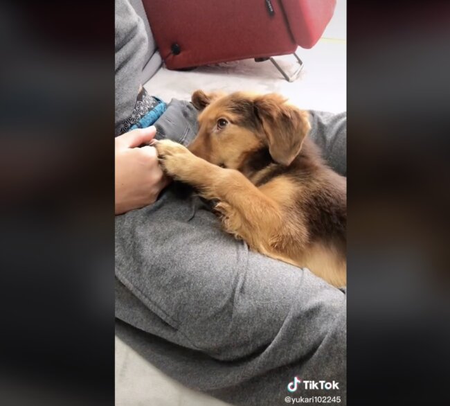 ダックスフンド,動画