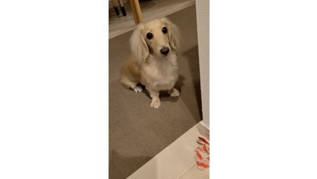 ダックスフンド,動画