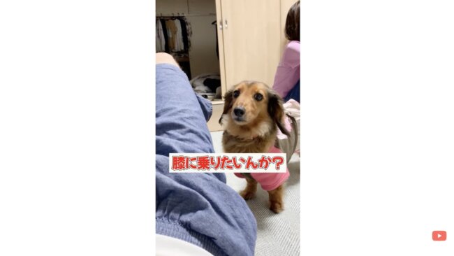 ダックスフンド,動画