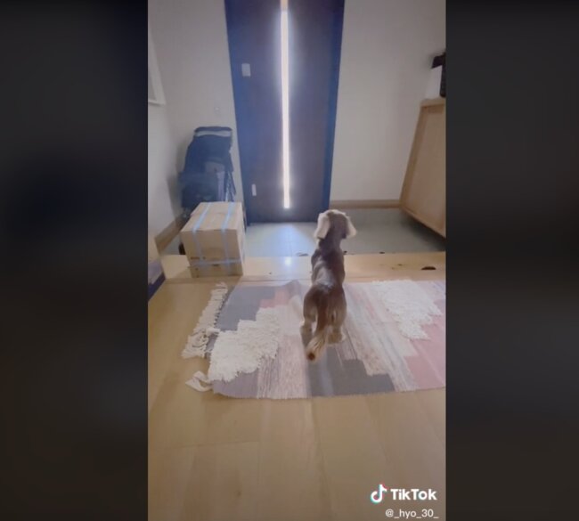 ダックスフンド,動画