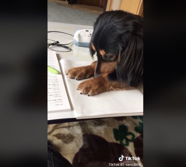 ダックスフンド,動画