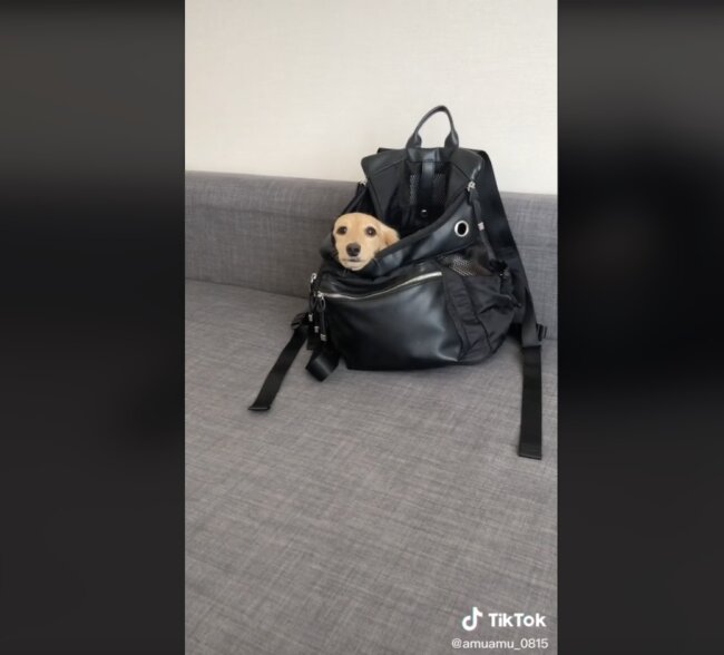 ダックスフンド,動画