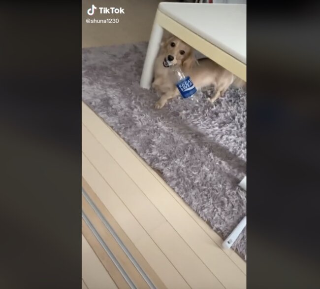 ダックスフンド,動画