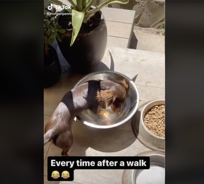 ダックスフンド,動画