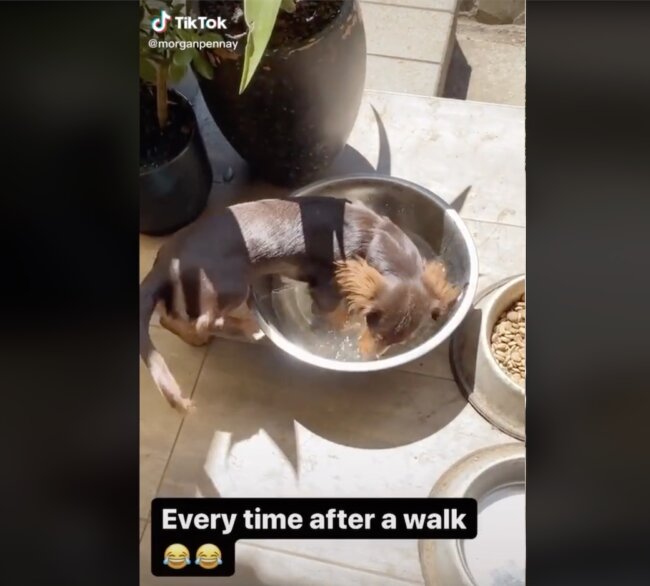 ダックスフンド,動画