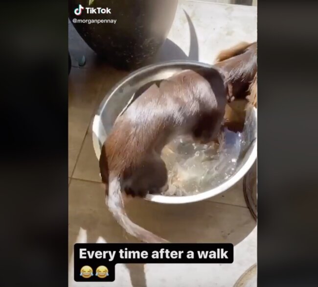 ダックスフンド,動画