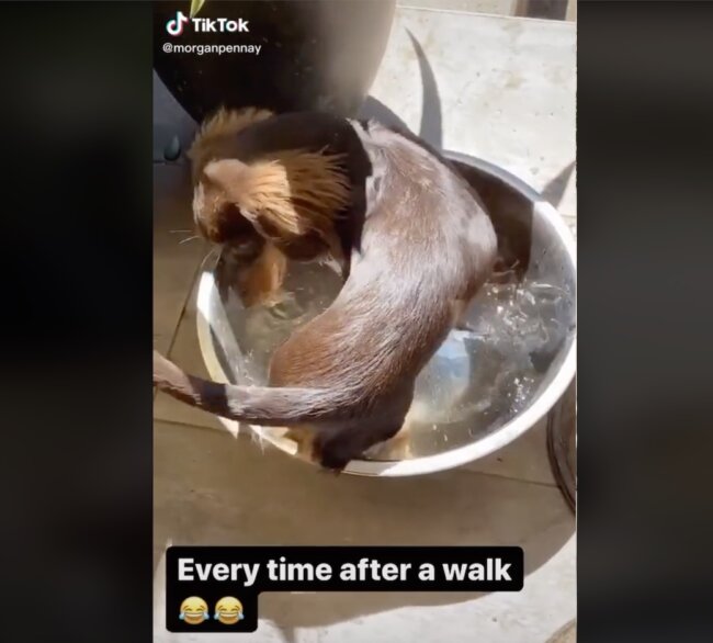 ダックスフンド,動画